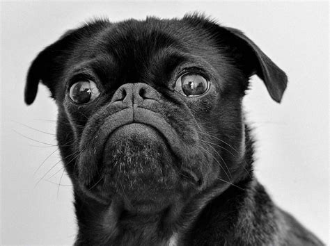 How Does Chocolate Affect Dogs?