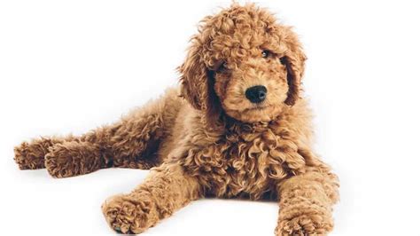This website narpuppies.com, is the official website of our professional goldendoodle puppies for sale dog breeding adoption business that is bbb, ckc, and akc registered. Goldendoodle Puppies For Sale • Adopt Your Puppy Today ...
