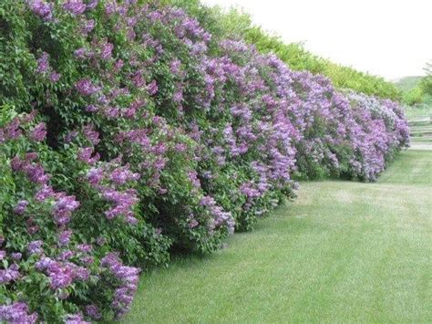 If you need privacy in your yard, but don't want to—or can't—install a fence, you still have plenty of options. Privacy Plants - 6 Privacy Plants For Your Landscape