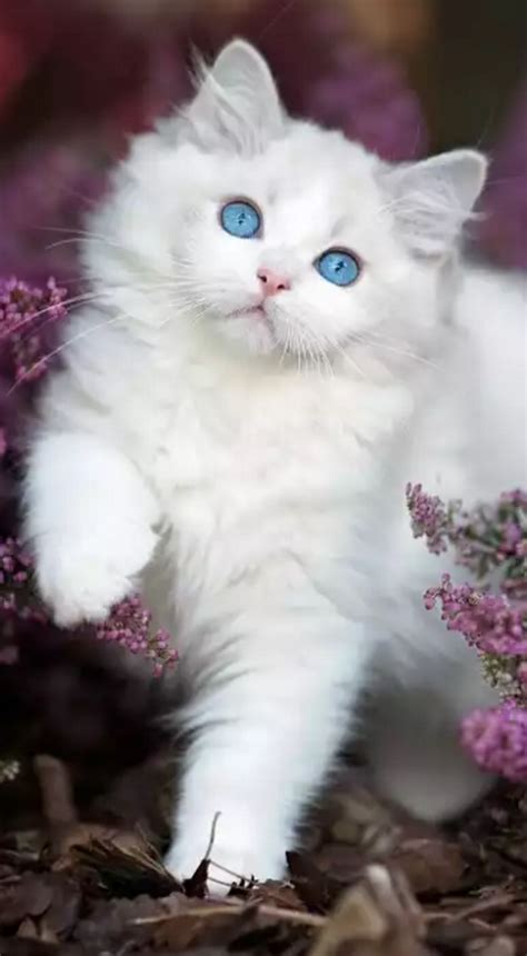 Cute Cats And Kittens Cute Funny Animals Kittens Cutest Fluffy