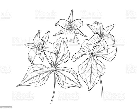 Trillium Flowers And Leaves Ink Vector Illustration Stock Illustration