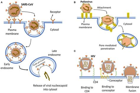 The Most Common Entry To Host Cells Mechanisms Of Human Viruses A