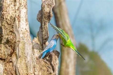 Guide To Understanding Parakeet Behavior How To Recognize What Theyre