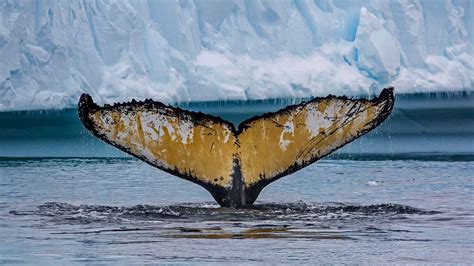 Humpback Whale In Cierva Cove Antarctica Peapix