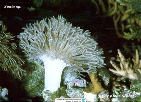 Xenia Sp 02 Pulsing Soft Coral