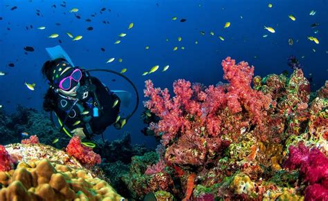 Egypts Red Sea Named Third Best Diving Destination In The World In