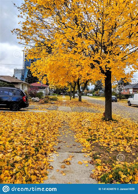 ✓ free for commercial use ✓ high quality images. Autumn Season With Dried Maple Leafs On The Pavement In Canada Stock Photo - Image of canada ...