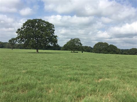 Prime East Texas Pasture Land For Sale