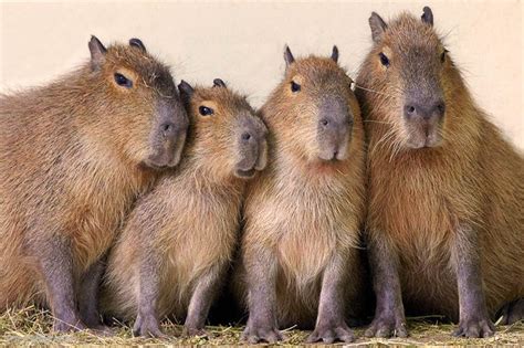 Three Capybaras Are Standing Next To Each Other In Front Of A Wall
