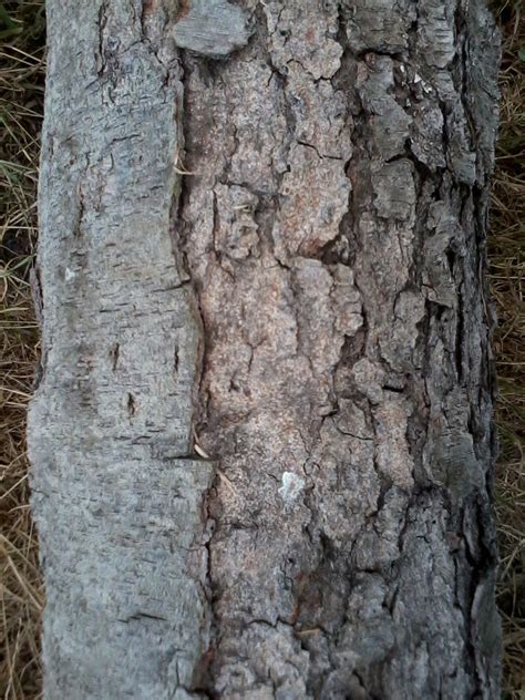 Five Types Of Hardwood Trees To Use For Firewood Oak Cherry