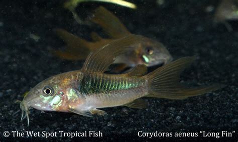 Wet Spot Tropical Fish Corydoras Corydoras Aeneus Long Fin Bronze