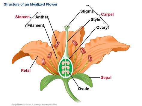 Flowers Specialized For Sexual Reproduction The Flower Is An