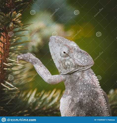The Oustalets Or Malagasy Giant Chameleon On White Stock Image Image