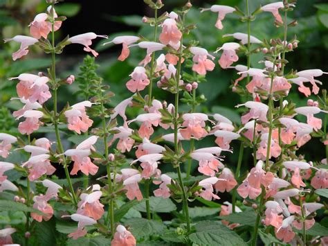 Coral nymph grows readily in a wide range of conditions and blooms continuously throughout summer. Coral Nymph Salvia Coccinea Hummingbird Sage, 30 Flower ...