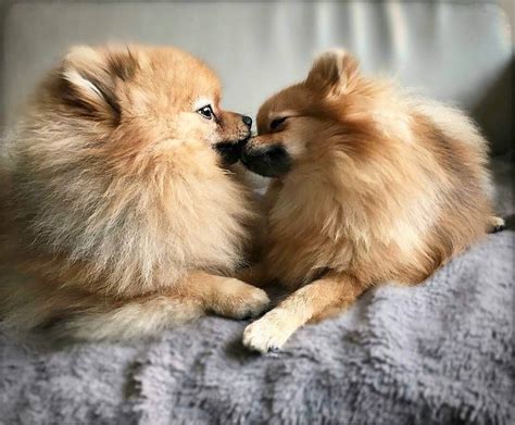 The 16 Cutest Pomeranians Currently Online The Dogman