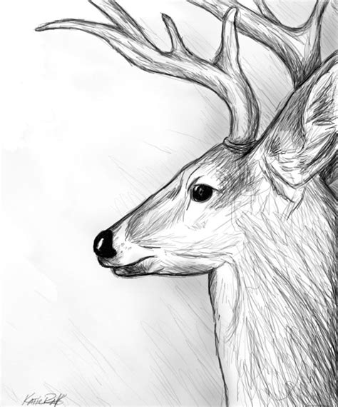 Deer Sketch By ~katieraff On Deviantart Arte En El Dibujo Pinterest