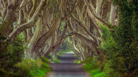 Ireland Forest Desktop Wallpapers Top Free Ireland