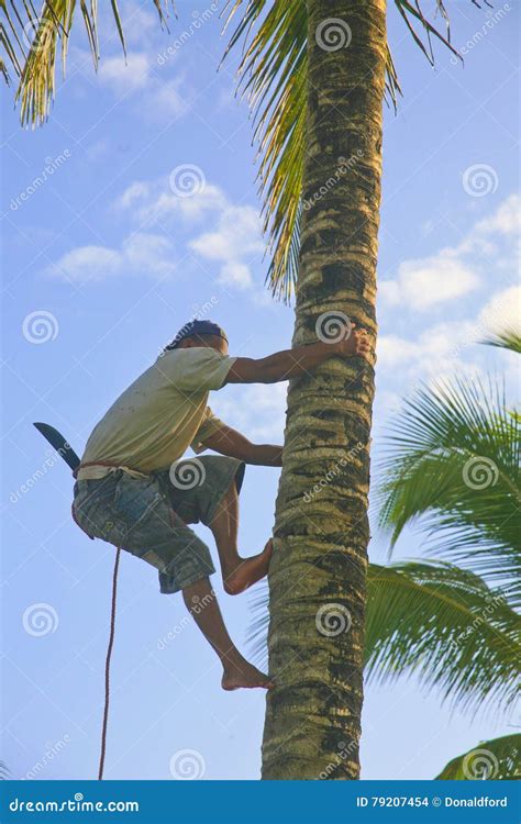Young Man Climbing Coconut Palm Tree With Knife Editorial Stock Image
