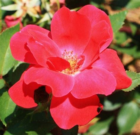 Growing And Caring For Knock Out Roses Rose Garden Care Knockout