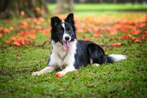 Border Collie Breed Information Guide Photos Traits And Care 2022