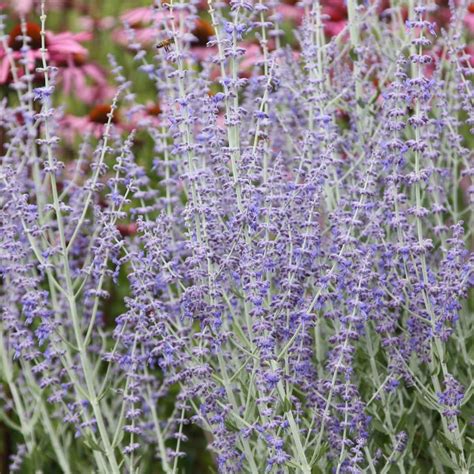 Buy Russian Sage Perovskia Little Spire Pbr Delivery By Waitrose
