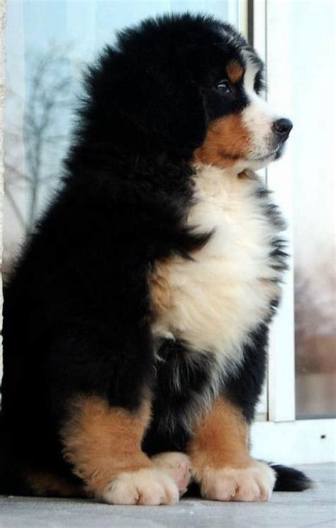 16 Adorable And Ultra Fluffy Animals Will Melt Your Heart I Can Has