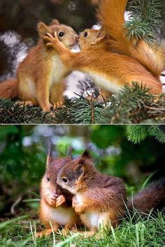 Made for life in canada. 338 Best nutty squirrel images | Squirrel, Cute animals ...