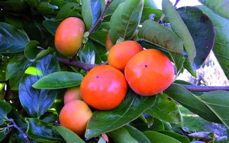It is not uncommon for the tree to sometimes be crooked or have a willowy look. PERSIMMON Fuyu
