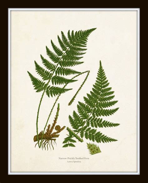 Vintage Ferns Print Set No 26 Giclee Botanical Art Botanical Print