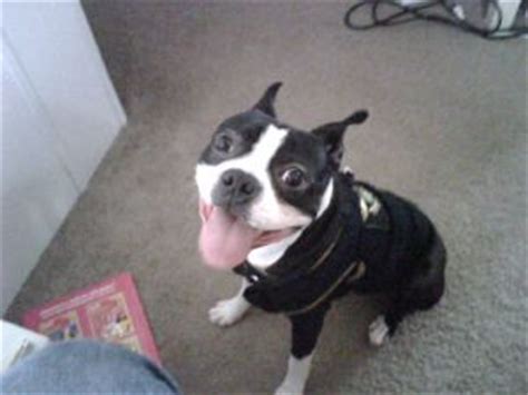 We breed for companion animals as well as our boston terrier puppies are the sweetest, most loyal companions ever. Boston Terrier Puppies in Michigan