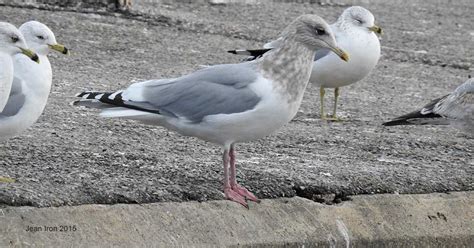 Barrie winterfest is a great way to celebrate the season. Adult Winter Thayer's Gull in Barrie, Ontario