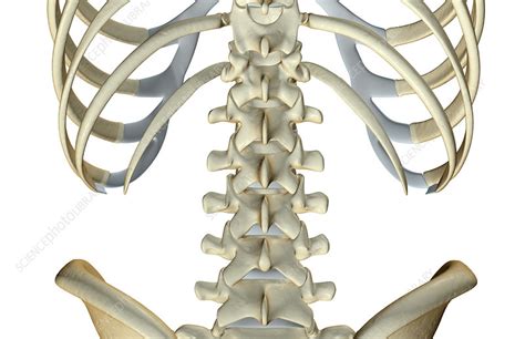 The Bones Of The Lower Back Stock Image F0018261 Science Photo