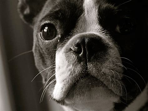 Boston Terrier Wallpapers Wallpaper Cave