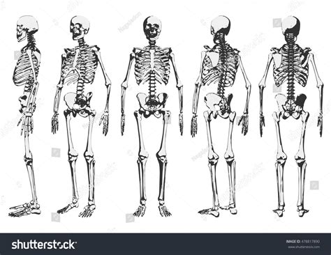 Human Skeleton Set Vector Illustration 478817890 Shutterstock