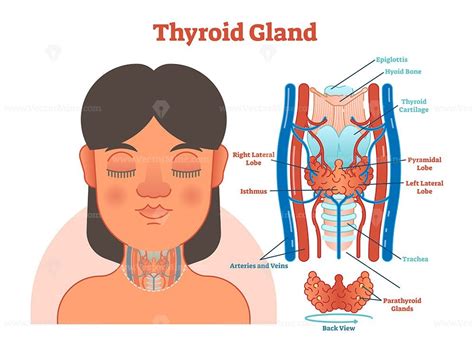 Thyroid Gland Vector Drawing Illustration Thyroid Gland Labeled Diagram