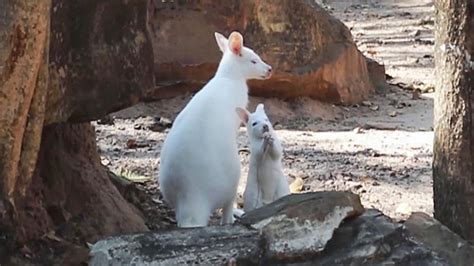 Raro Nacimiento De Un Canguro Albino En Tailandia