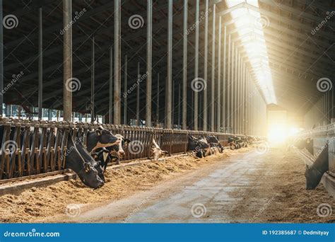 Dairy Farm With Milking Cows Eating Hay In Barn Industrial Modern