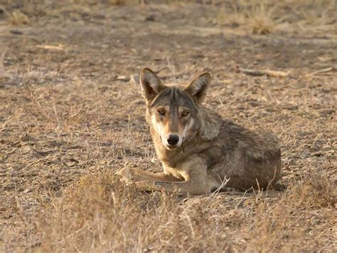 Asiatic Lions Hyenas And Wolves Of Gujarat And Tigers Of Tadoba 13 Days