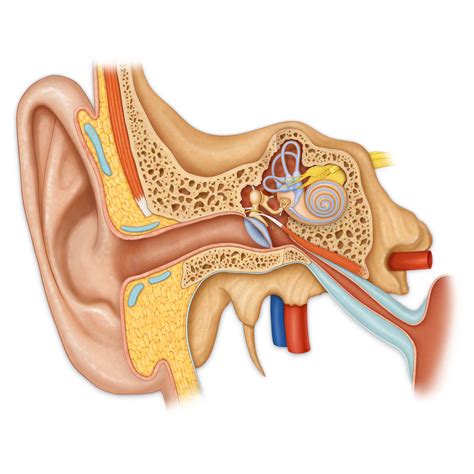 Inner Ear Anatomy Medical Stock Art