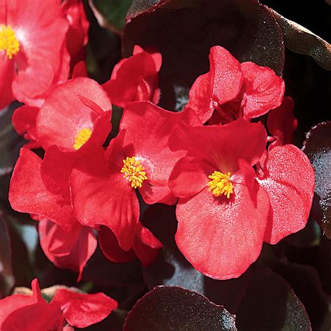 44 Pint Bronze Leaf Red Begonia Plant 12 Pack 3981 The Home Depot