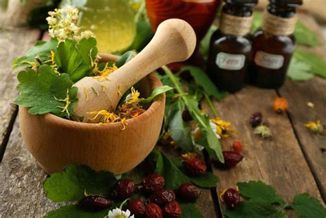 6 Most Powerful Medicinal Plants And Herbs Best Herbal Health