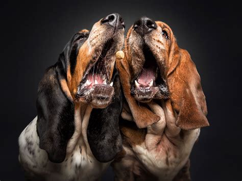 Photographer Christian Vieler Amazingly Captured The Portraits Of Dogs