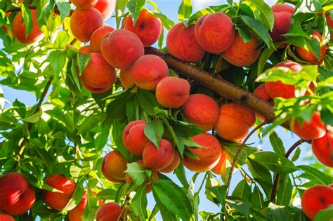How To Grow A Peach Tree Top Tips For Success