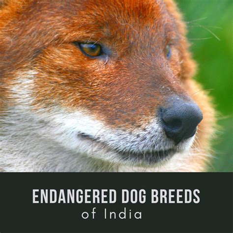 11 Excellent But Endangered Indian Dog Breeds Pethelpful
