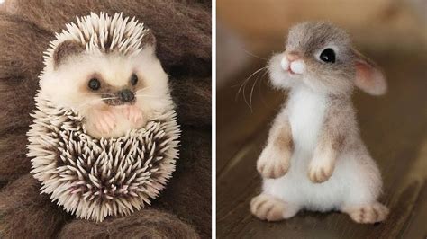 Discover The Cutest Animal Ever In The World And Their Adorable Features