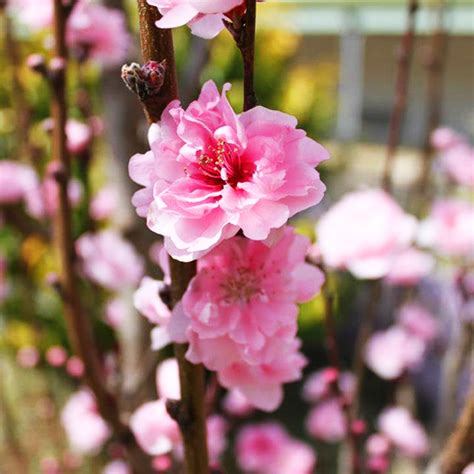 Maybe you would like to learn more about one of these? Corinthian Rose Flowering Peach Tree For Sale Online | The ...
