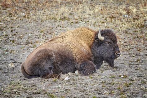 American Bison In Yellowstone National Park Usa Stock Photo Image