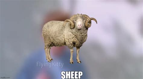 Sheep Imgflip