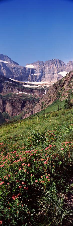 Alpine Wildflowers On A Landscape Us Photograph By Panoramic Images