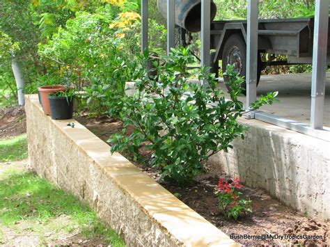 Difficult to irrigate, heat the floor and often poor ground soil. My Dry Tropics Garden: New Garden Beds Are Finished ... My ...
